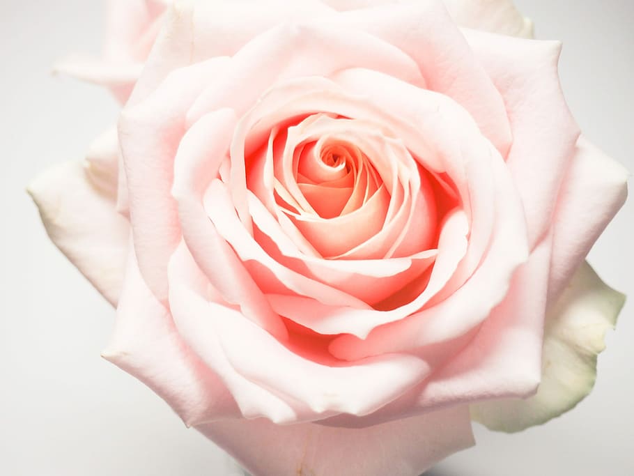 close up photography of pink rose flower, closeup photo of pink rose HD wallpaper