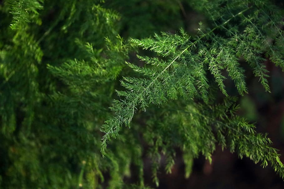 leaf, flora, nature, environment, tree, freshness, closeup HD wallpaper