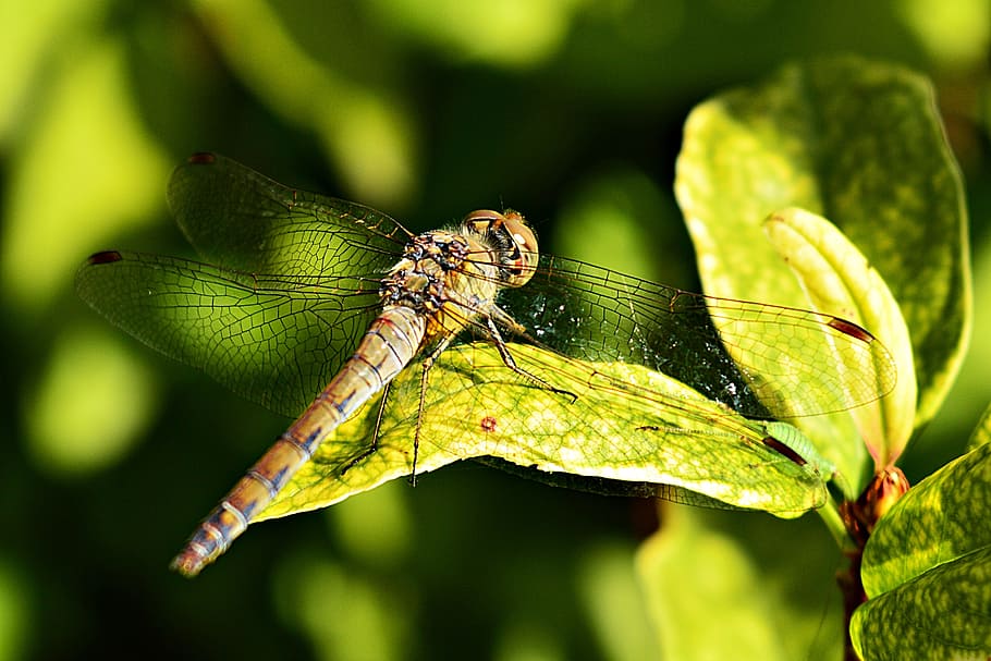 dragonfly, insect, nature, macro, flying insects, animal themes HD wallpaper