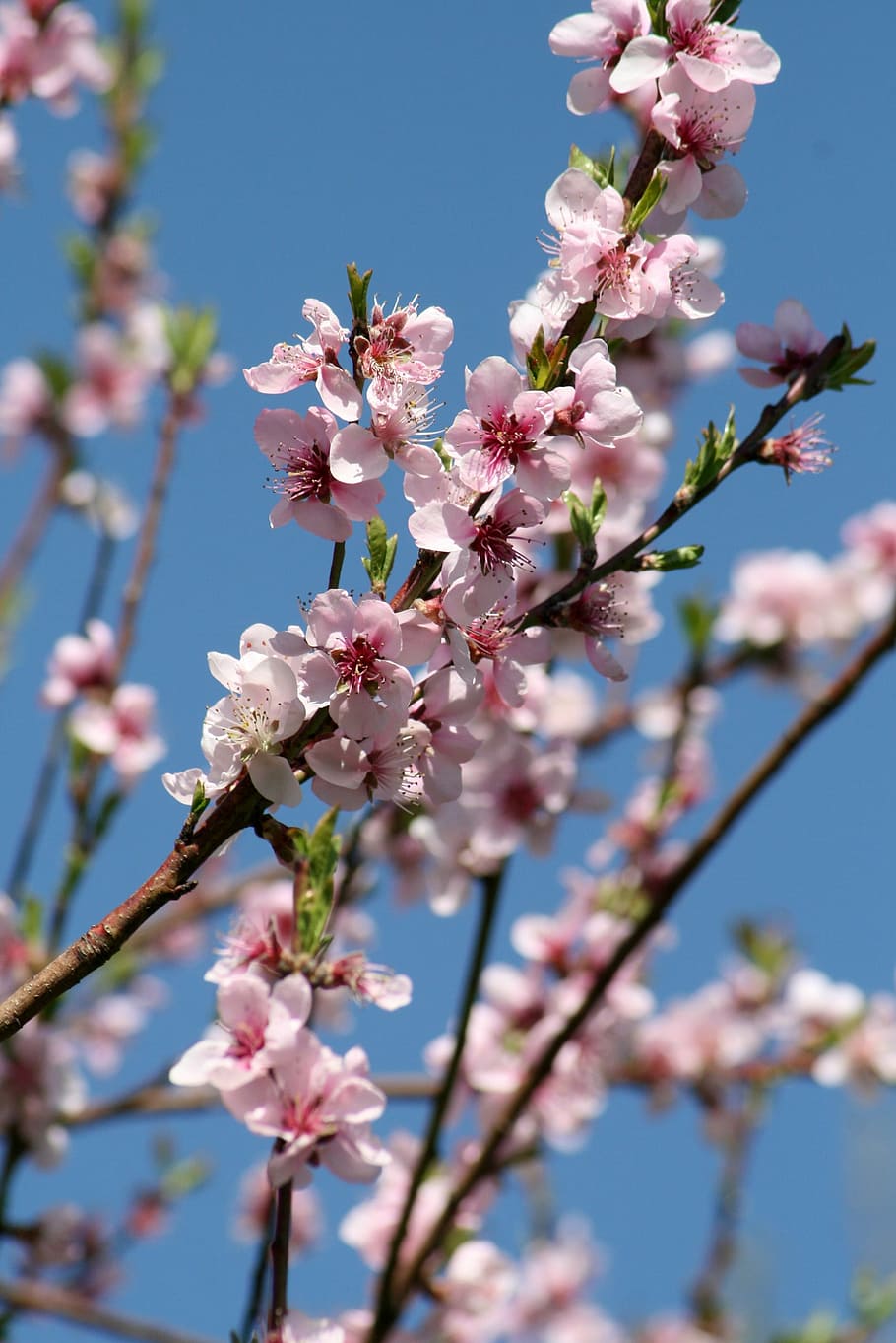spring, flower, pink, bloom, sunshine, branch, branches, flowers HD wallpaper