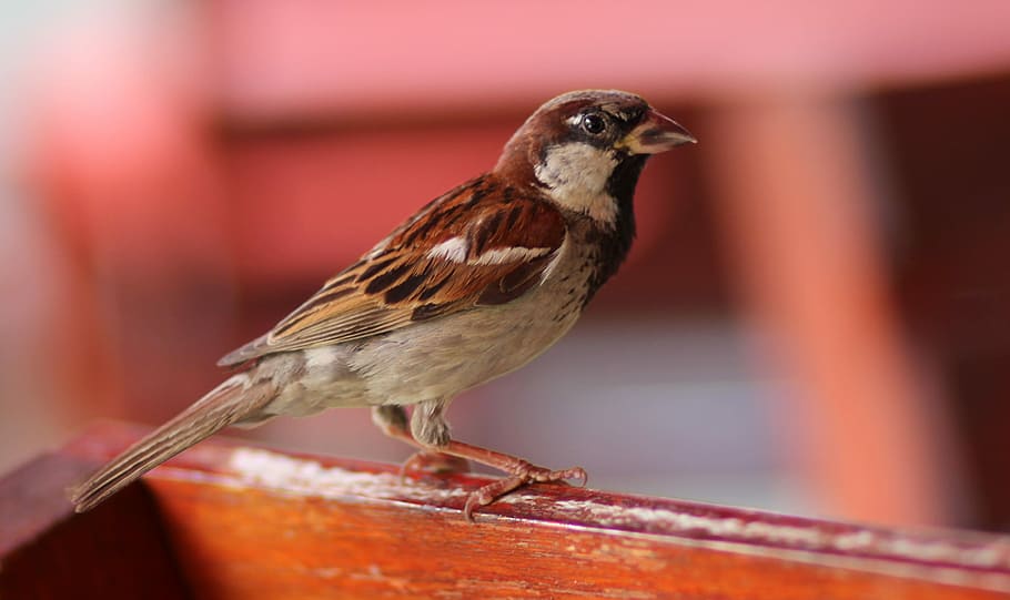 Sparrow, Birds, Rest, Gray, animal, nature, color Image, wildlife HD wallpaper