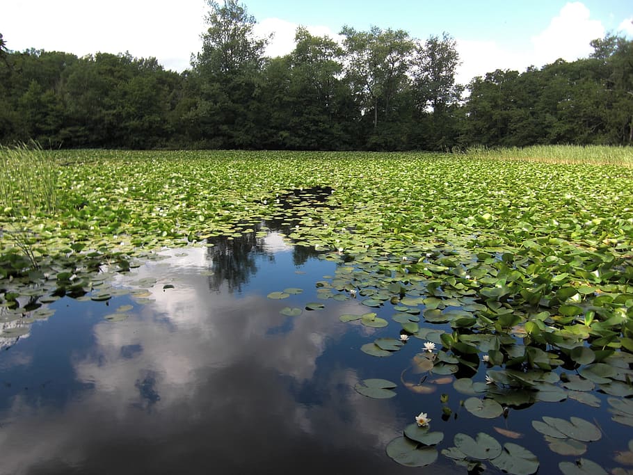 lake, water lilies, cloud reflection, clouds, nature, marienhölzung HD wallpaper