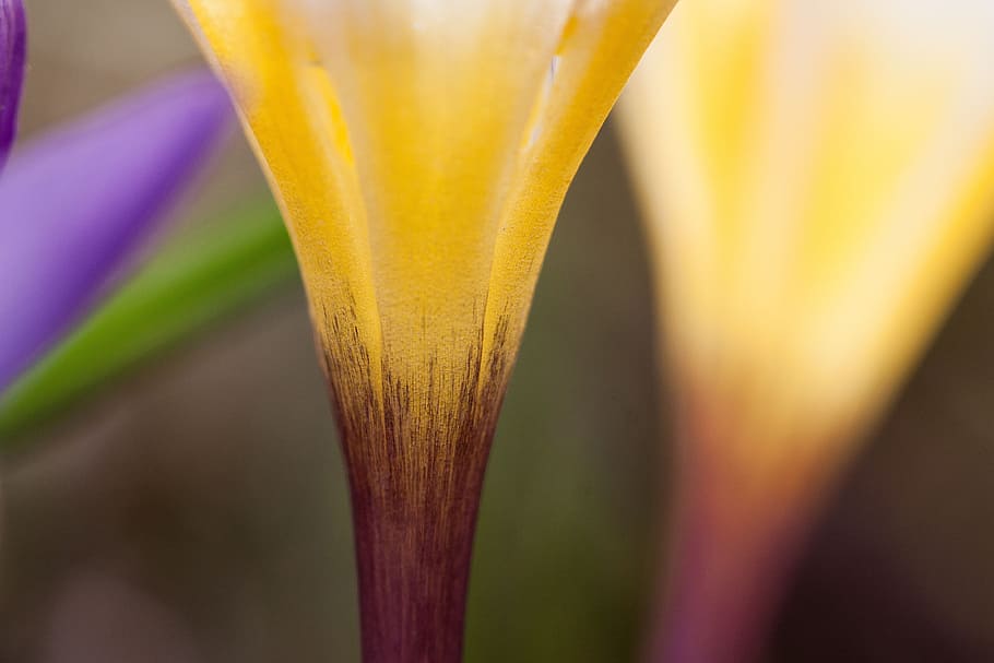 Crocus, wildform, schwertliliengewaechs, spring crocus, flowers HD wallpaper