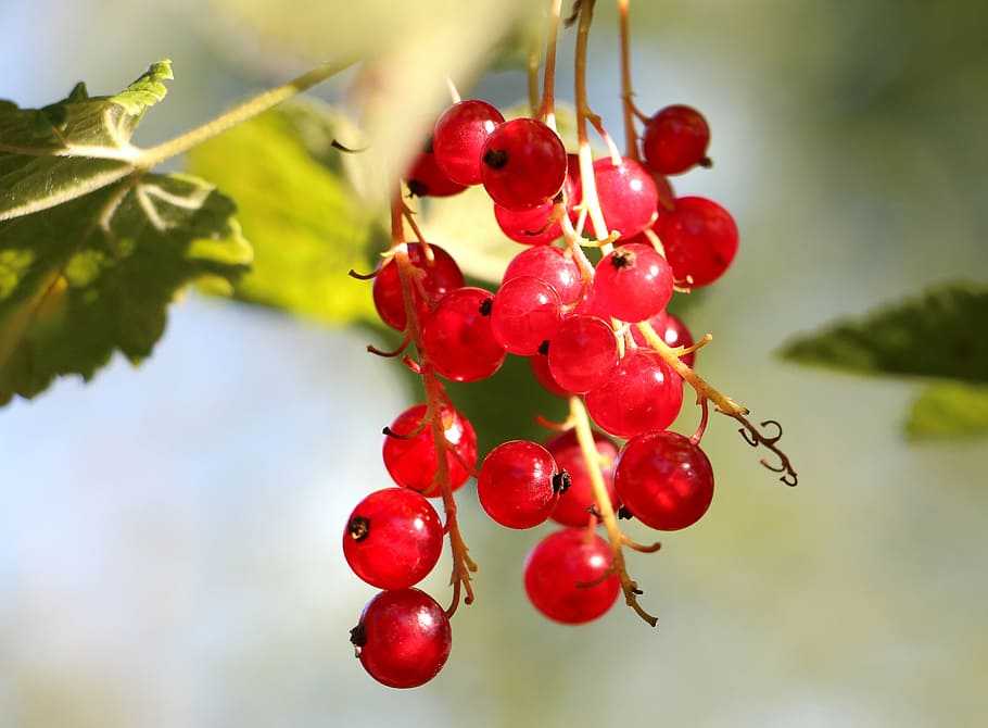 currants, plant, fruit, red, branch, nature, grapes, berries HD wallpaper