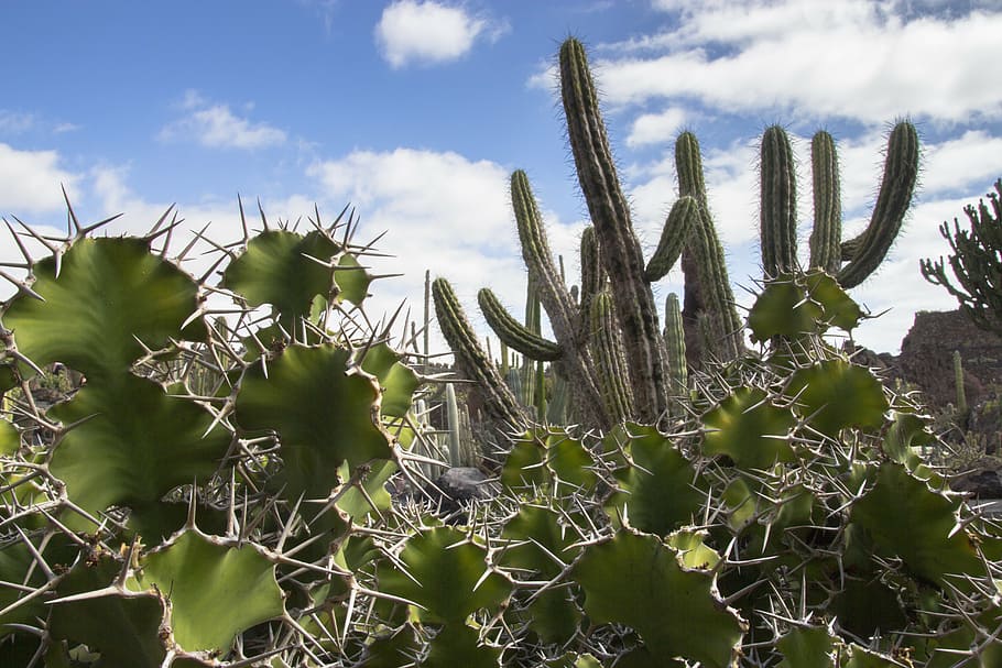 cactus, spur, prickly, plant, growth, nature, succulent plant HD wallpaper