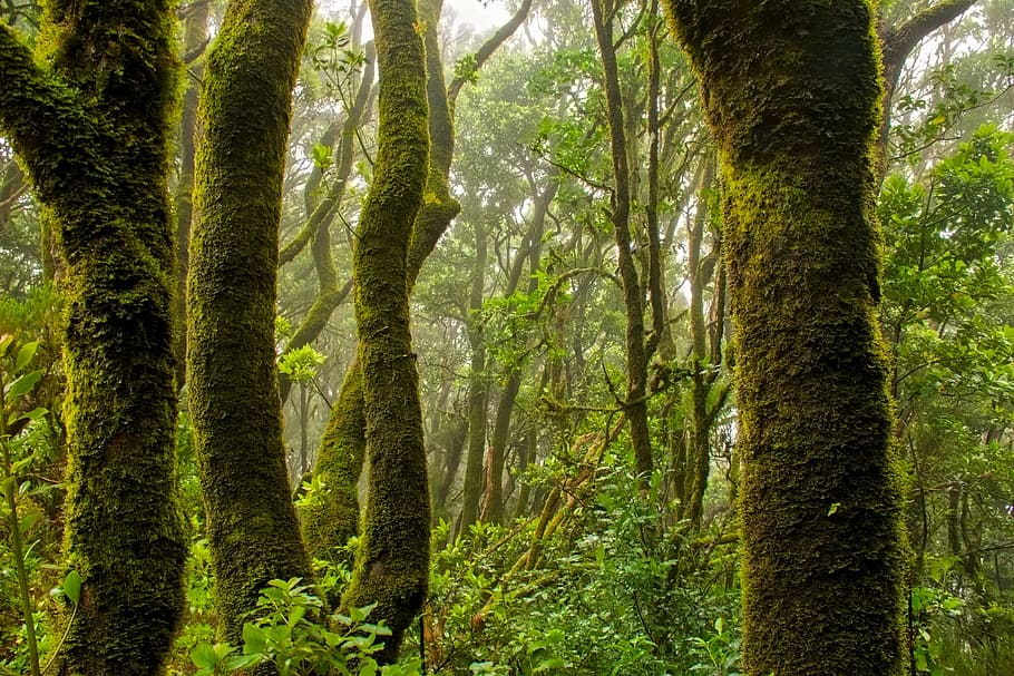 landscape photo of green trees, forest, jungle, nature, outdoors HD wallpaper