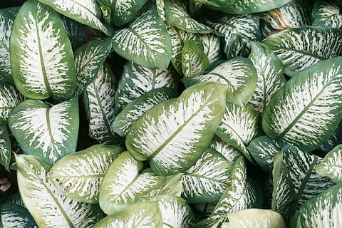 dumb cane plant lot, green leaves, leaf, foliage, top view, leafe HD wallpaper