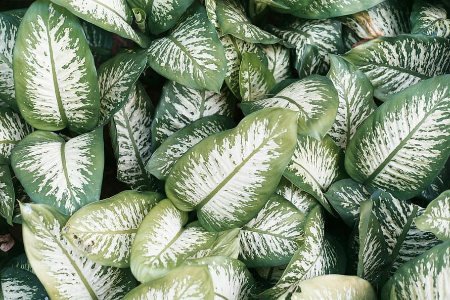 dumb cane plant lot, green leaves, leaf, foliage, top view, leafe HD wallpaper