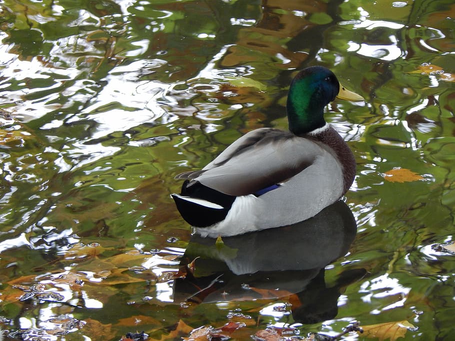 ducks, pond, water, animal wildlife, animals in the wild, animal themes HD wallpaper