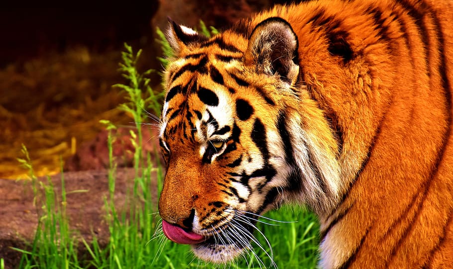 orange Bengal tiger, predator, fur, beautiful, dangerous, cat HD wallpaper