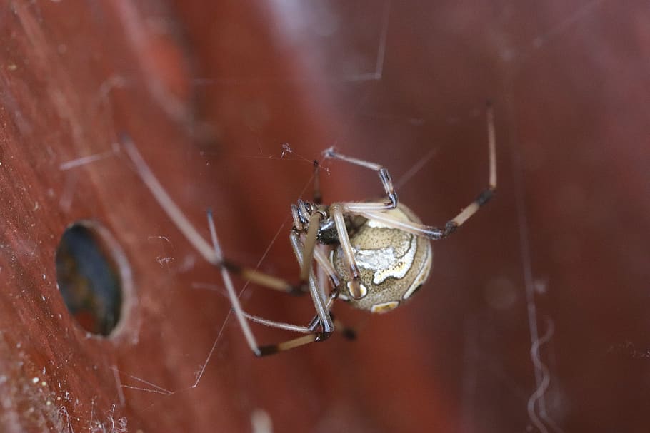 button spider, macro, brown button spider, insect, animal themes HD wallpaper