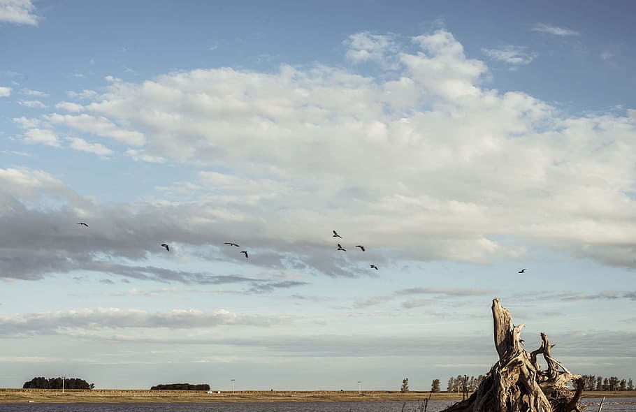 pampa, sky, field, cloud - sky, animal themes, bird, vertebrate HD wallpaper