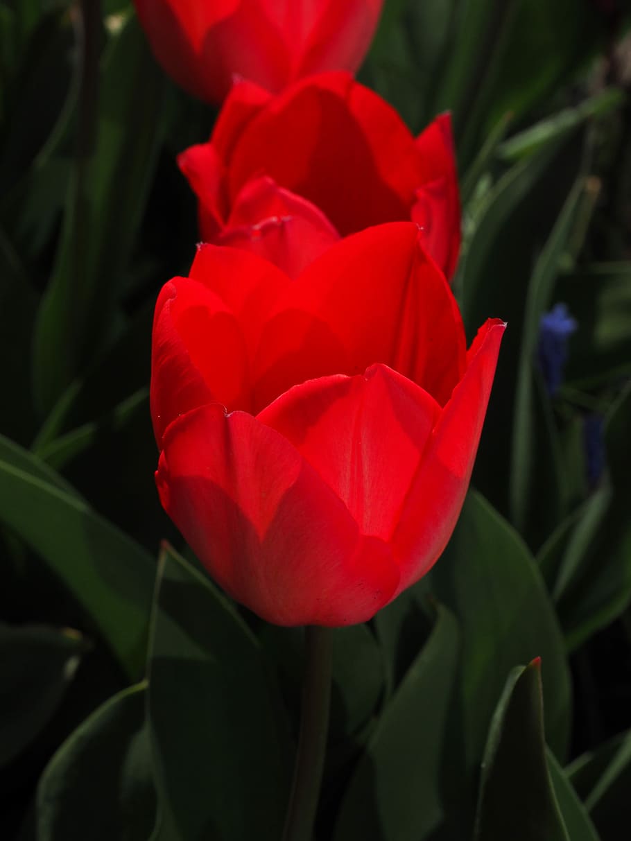 Tulips, Flowers, Spring, Close, red, colorful, tulipa, lily HD wallpaper