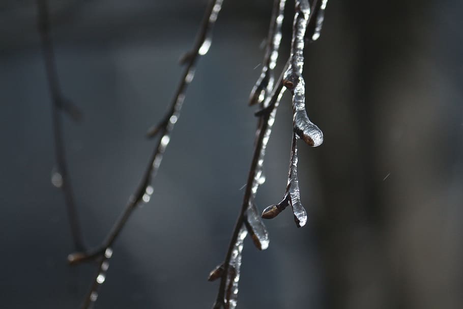 spring, icy branches, birch, kidney, nature, silver, grey, bronze HD wallpaper