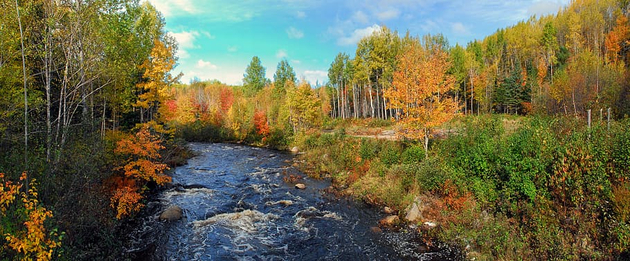 Autumn, Fall, Colours, Colors, Season, orange, colorful, leaves HD wallpaper