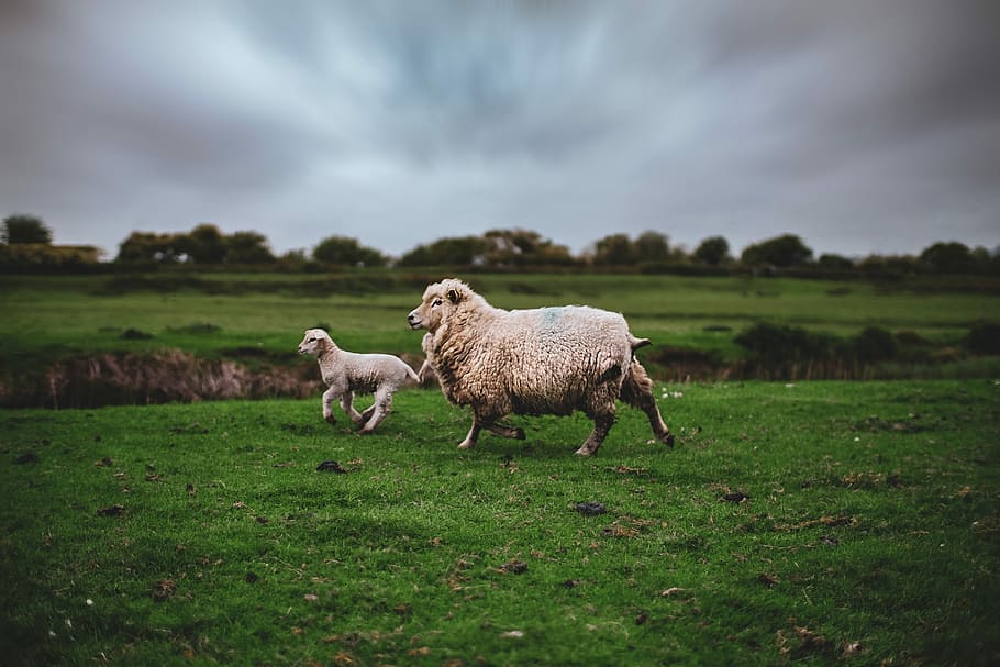 photo of lamb and sheep, two white sheep near cliff, pasture HD wallpaper