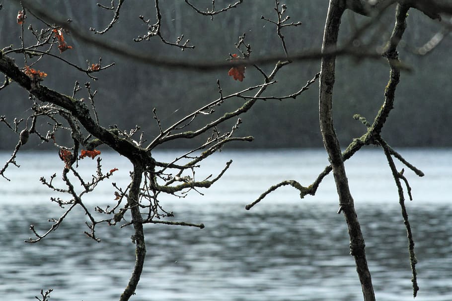 pond, forest, landscape, water, focus on foreground, plant HD wallpaper
