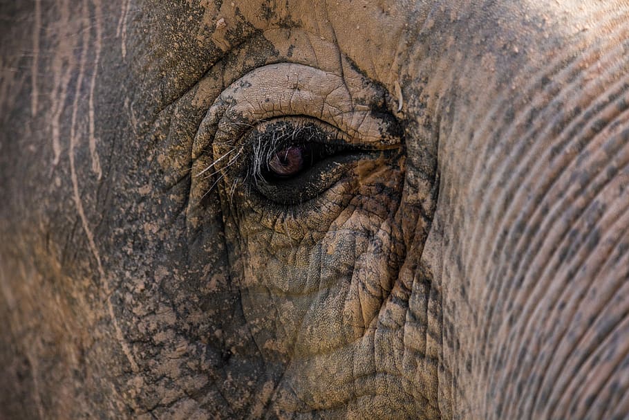 elephant eye, close up, asian elephant, nature, animal, animal themes HD wallpaper