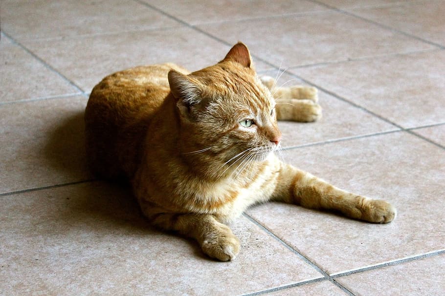 cat, red, animal, ginger, domestic, domestic cat, pets, feline HD wallpaper
