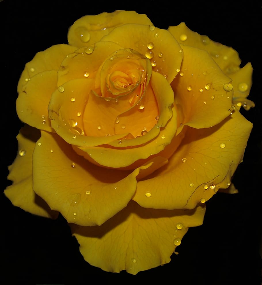 HD wallpaper: flower, petal, beautiful, love, desktop, yellow ...