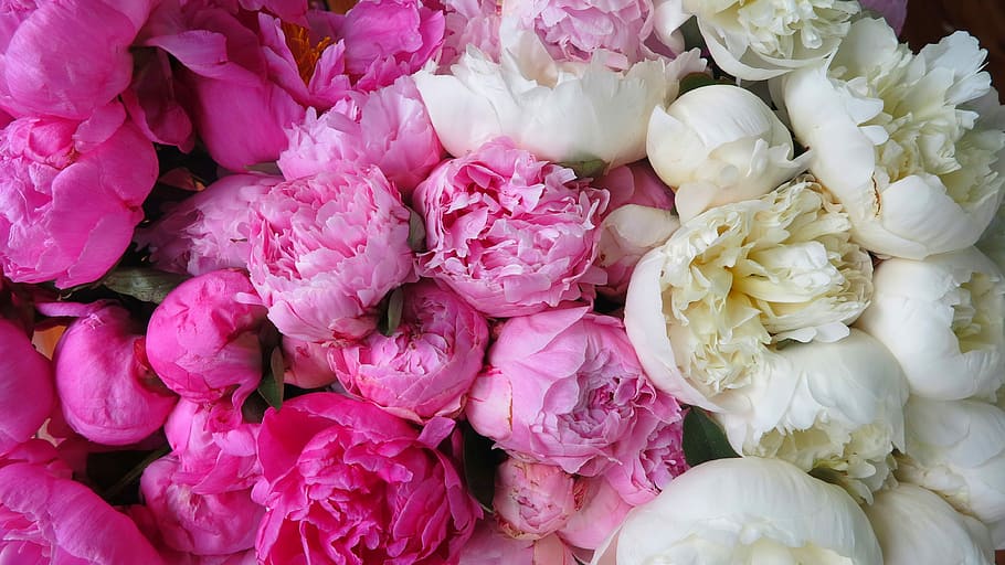 white and pink petaled flowers, nature, flora, floral, peonies