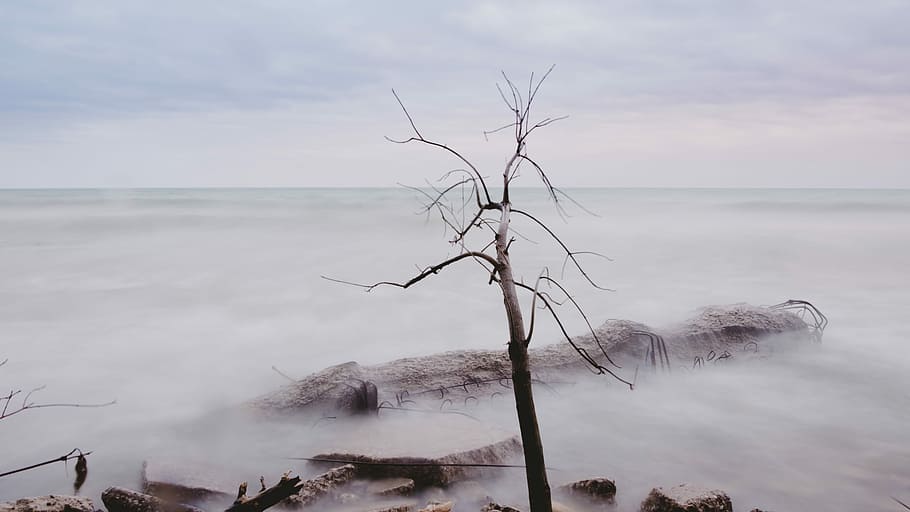bare tree near rock with clouds, scenery of bare tree, fog, mist HD wallpaper