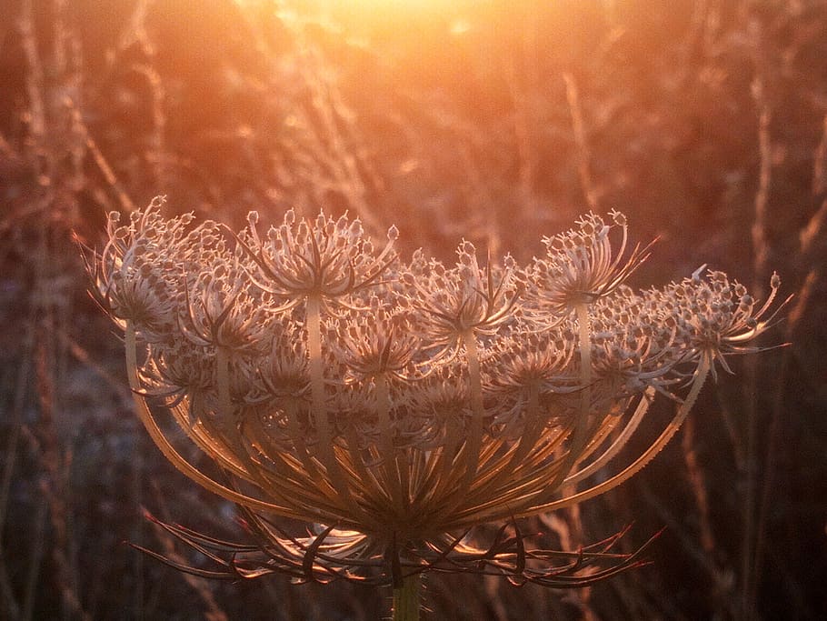 grass, evening, sun, sunset, colors, river, water, plant, beauty in nature HD wallpaper