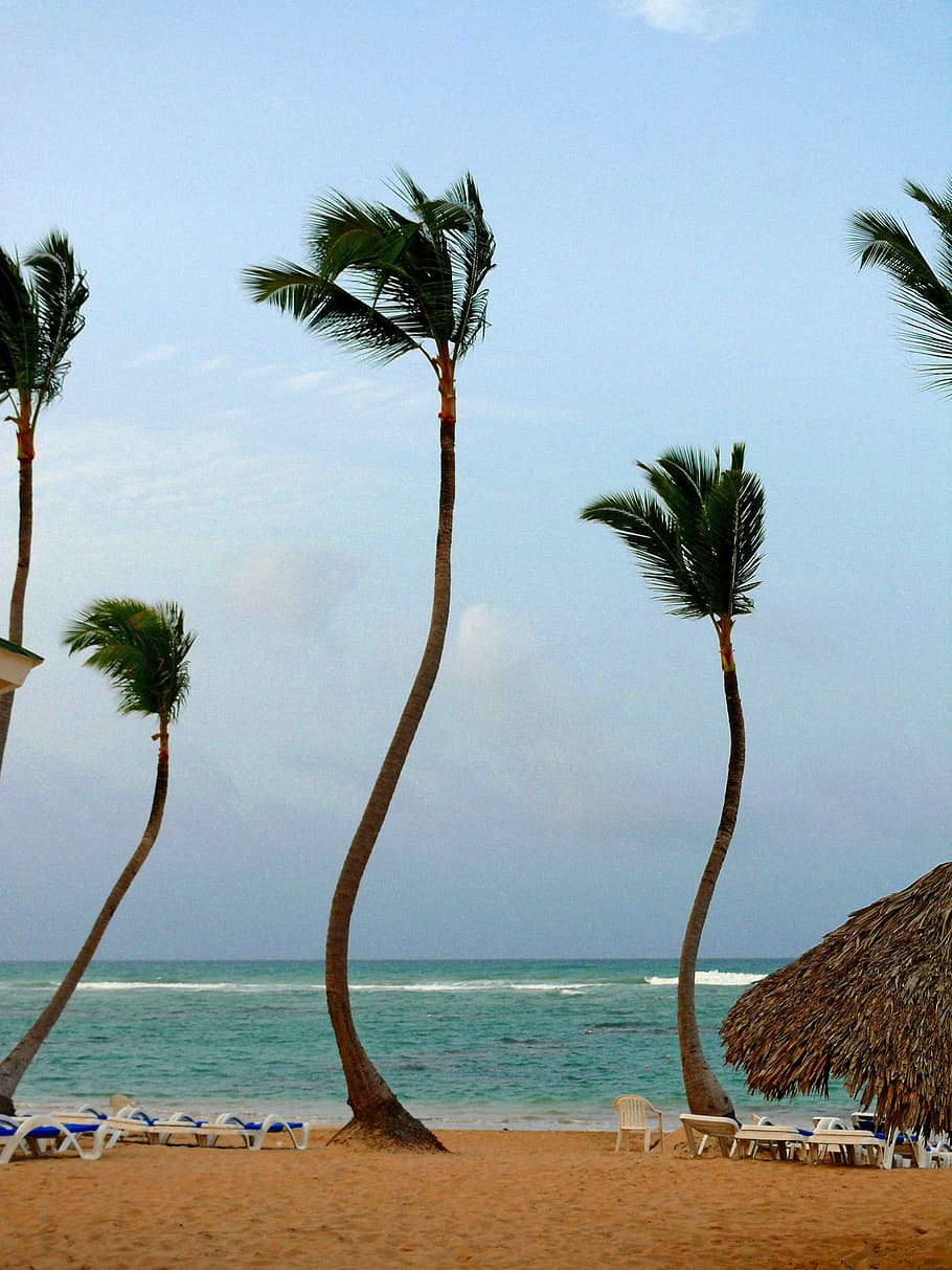 Palm, Tree, Beach, Sunny, Day, Holiday, happy, time, dominican HD wallpaper
