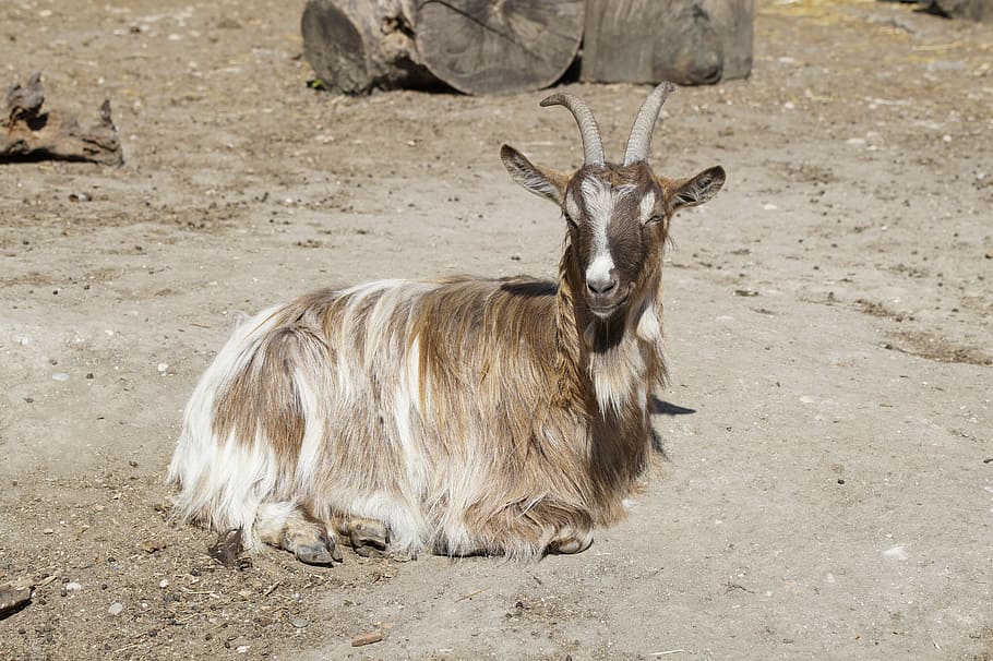 goat, billy goat, sun, concerns, bask, mammal, relaxation, rest HD wallpaper