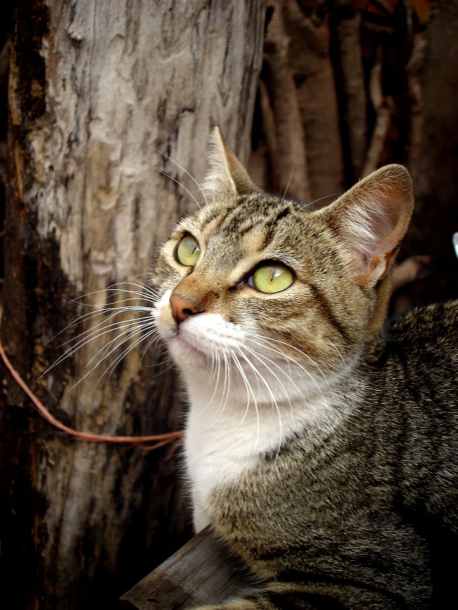 Cat, Feline, Brick, observing, domestic cat, one animal, animal themes HD wallpaper