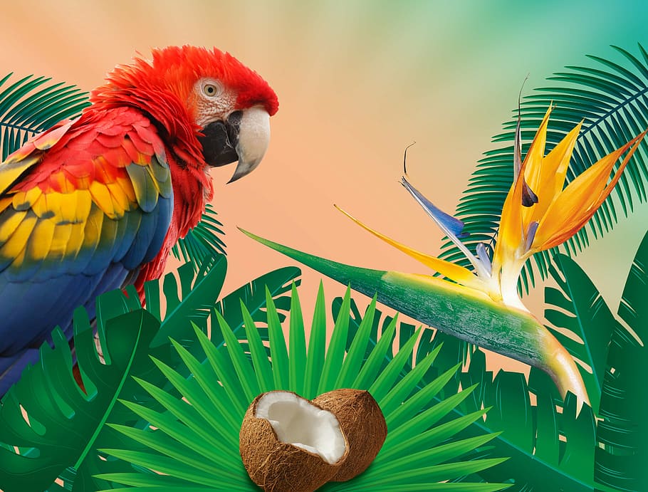 parrot perched on plant wallpaper, tropics, summer, summer holiday, HD wallpaper