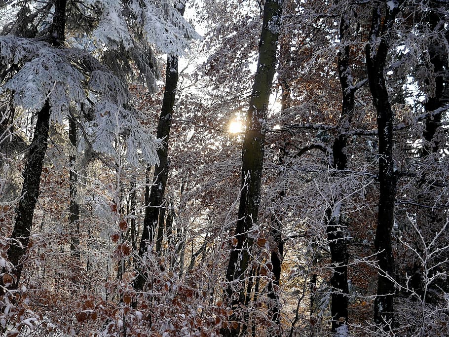 trees, forest, sun, nature, snow, autumn, branch, foliage, plant HD wallpaper