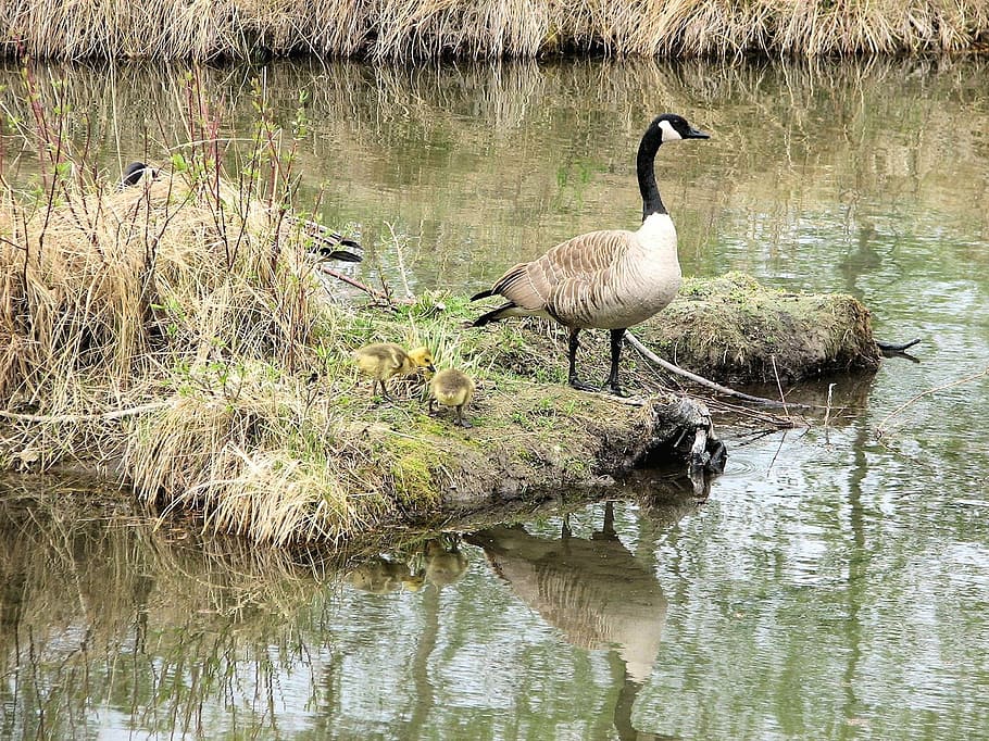 Canada goose cheap animal habitat