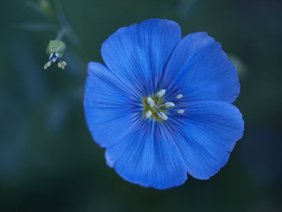 flower, macro, flowering plant, freshness, fragility, petal HD wallpaper