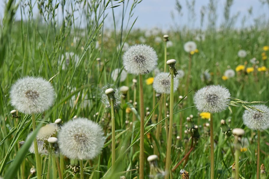 Dandelion, Meadow, Spring, pointed flower, nature, growth, plant HD wallpaper