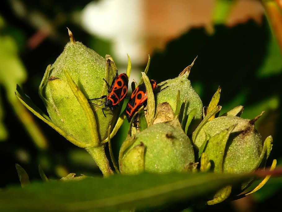 bug, fire bug, beetle, red, orange, insect, crawl, pair, animal wildlife HD wallpaper