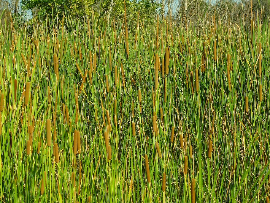 aeneas, plants, typha, herbs, leaves, elongated, wetland, vegetation HD wallpaper