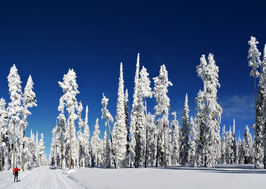 snow forest, landmark photography of snow forest, cross-country skiing, HD wallpaper