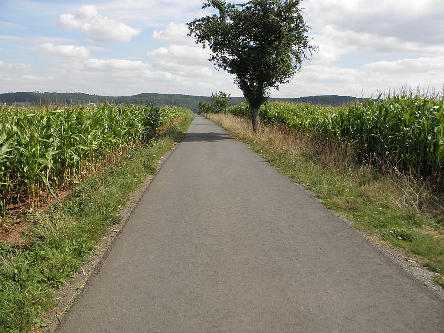 way, go for a walk, sky, tar, away, road, run, plant, the way forward HD wallpaper