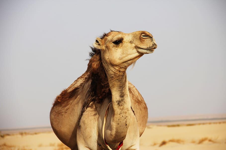 brown camel on desert, brown camel in shallow focus photography HD wallpaper