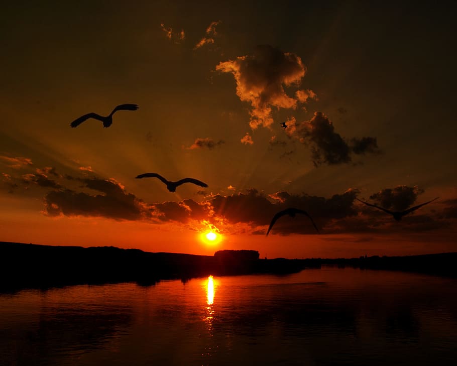 sunset, water, reflection, birds, sky, beauty in nature, scenics - nature HD wallpaper