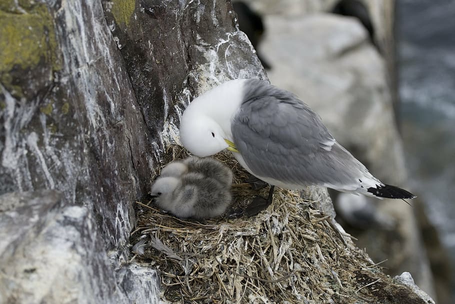 seagull, bird, animal, nest, chicks, the farne islands, england, HD wallpaper