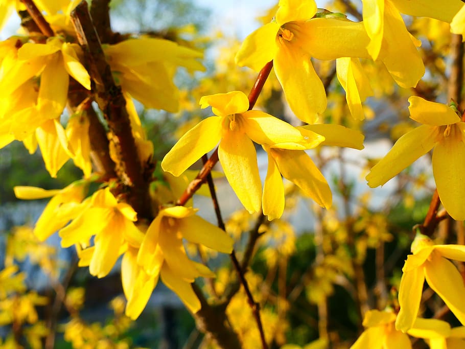 forsythia, spring, yellow, plant, flowering plant, growth, beauty in nature HD wallpaper