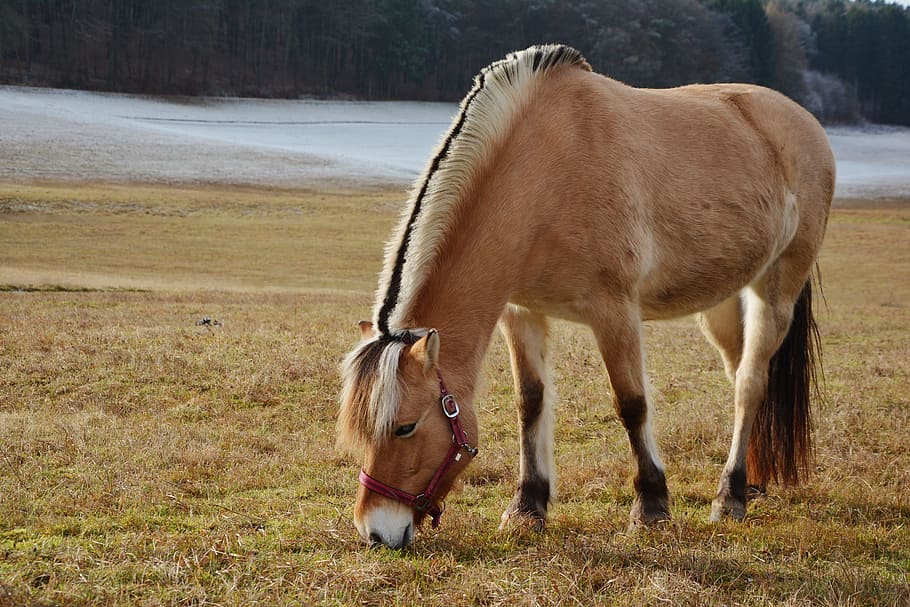 beige and brown horse on grass field at daytime, Norwegian Fjord Horse