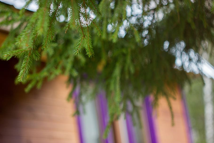dacha, tree, house, needles, branch, window, spruce, plant HD wallpaper