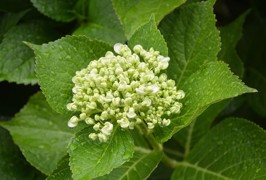 hydrangea, button, white, green, nature, flower, white green HD wallpaper
