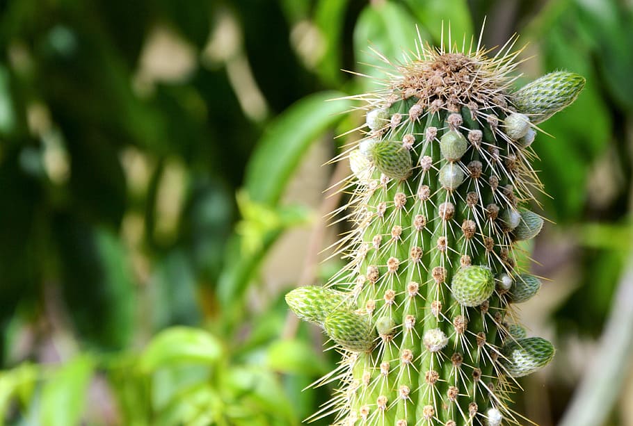 cactus, spur, green, prickly, plant, thorns, nature, pointed HD wallpaper