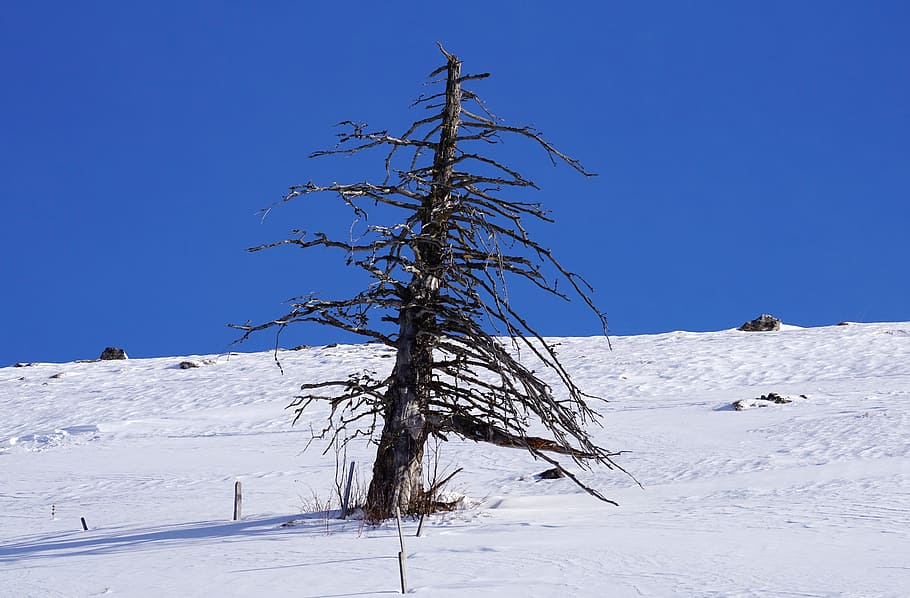 bare tree in the middle of snow covered field at daytime, winter HD wallpaper