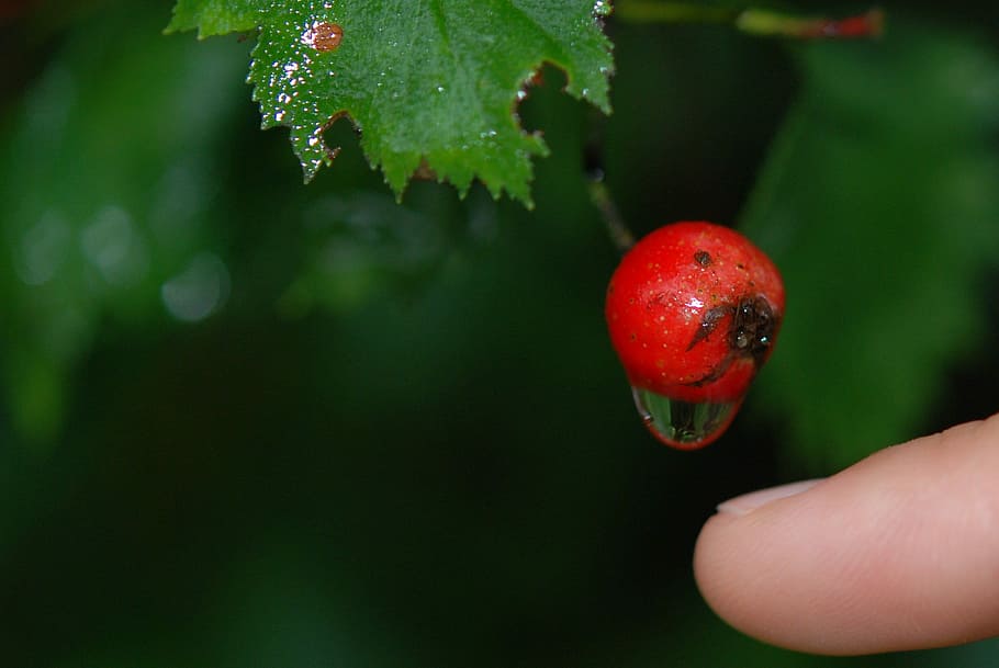 Flower, Cranberry, Green, Tree, Tree, Leaf, red, water drop HD wallpaper