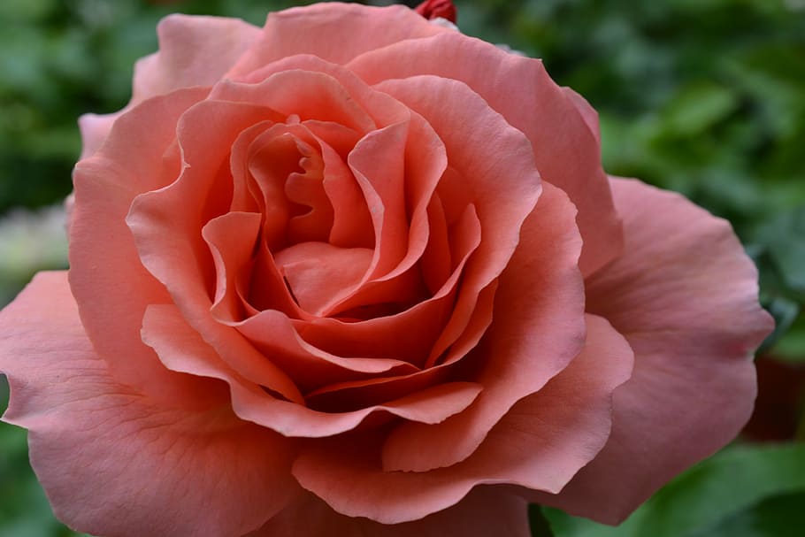 closeup photography of pink rose, flower, red, bloom, petal HD wallpaper